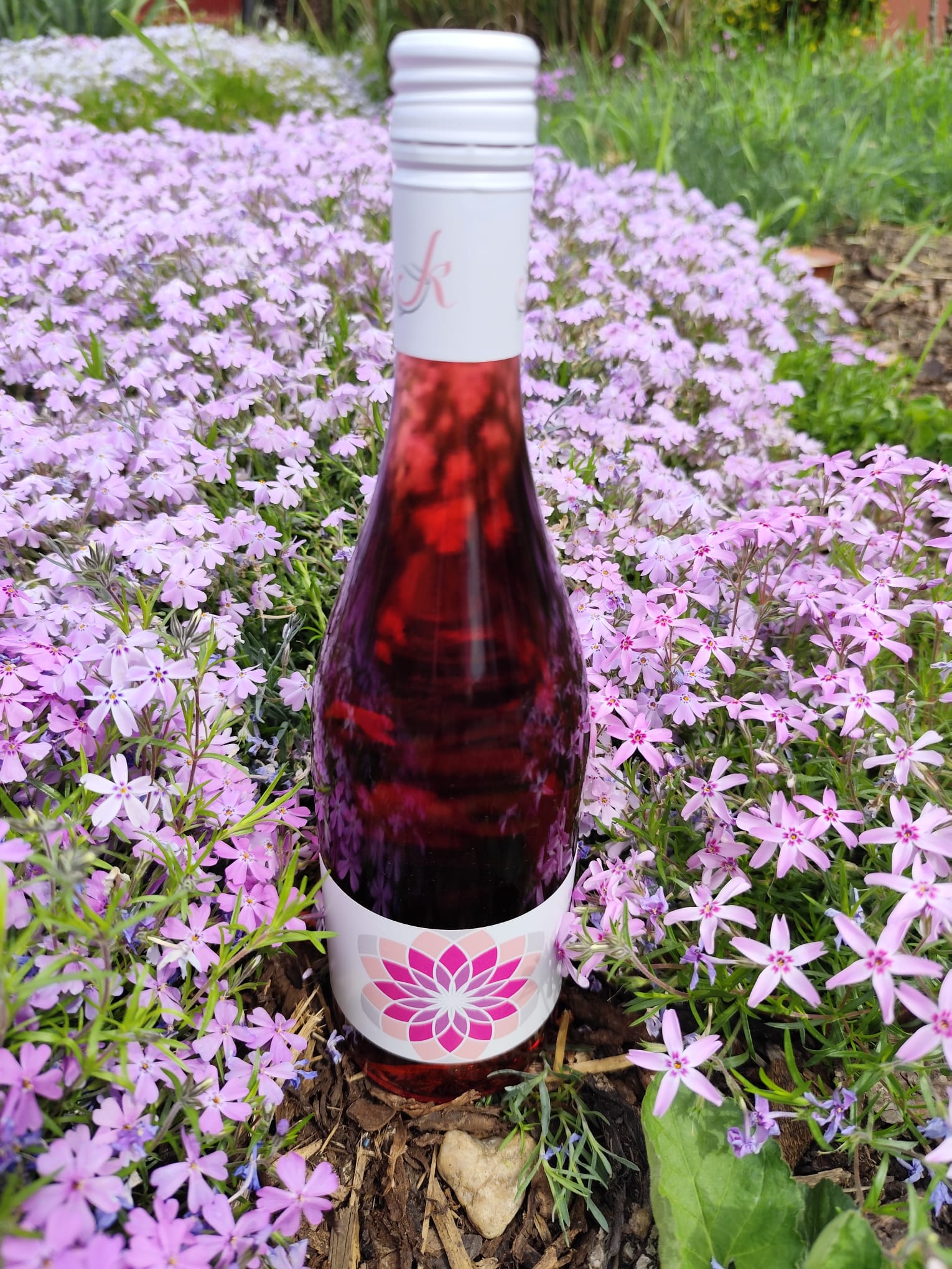 Vinařství Kořínek Pinot NOIR Pink 2024 polosladké